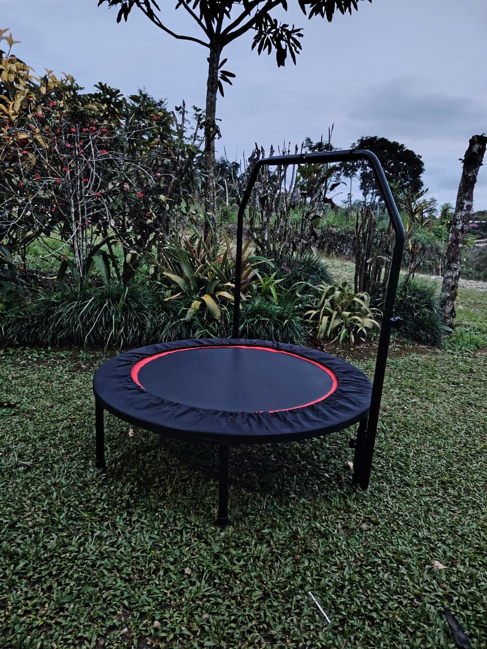 Vista en jardín